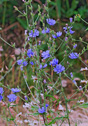 Cichorium intybus